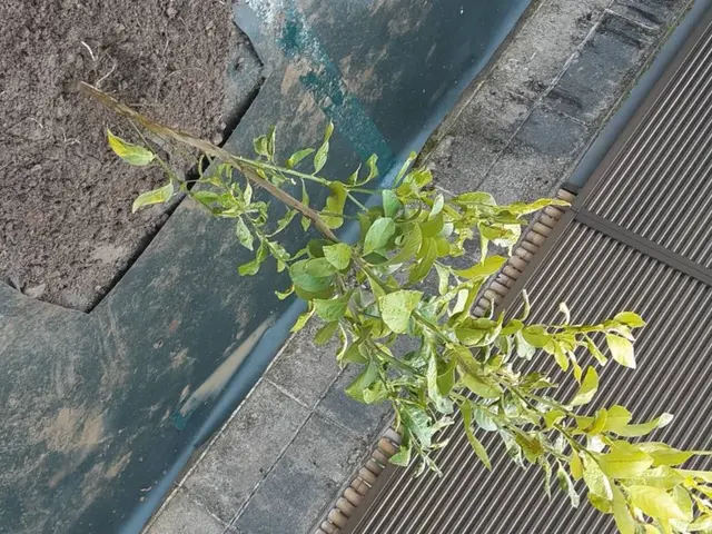 植木・庭木の植え付け、植栽工事サービスの画像