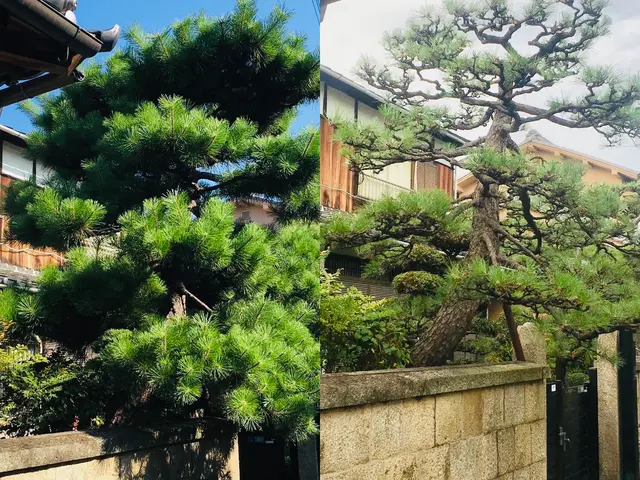 業歴19年以上★少量からでも大歓迎★緑や庭のことならお任せ下さい★一級造園技能士サービスの画像