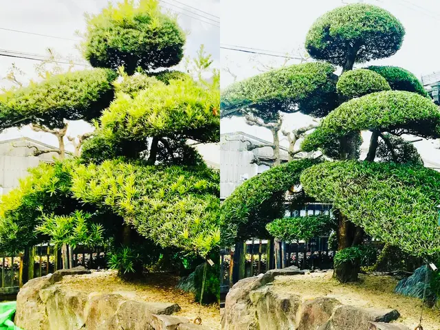 業歴19年以上★少量からでも大歓迎★緑や庭のことならお任せ下さい★一級造園技能士サービスの画像