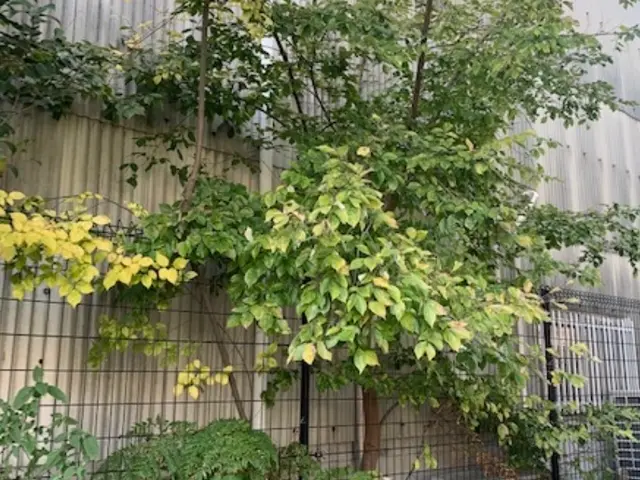 【お庭に新しい風と光と美しさをお届け】2月22日オープン記念に〇〇をプレゼント中サービスの画像