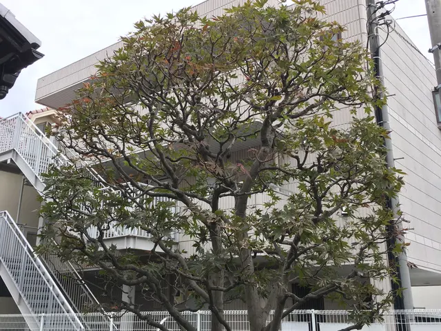 ※ 風の流れるお庭に　日差しの入るお庭へ！　　　お庭にお伺いできれば、幸いです。サービスの画像