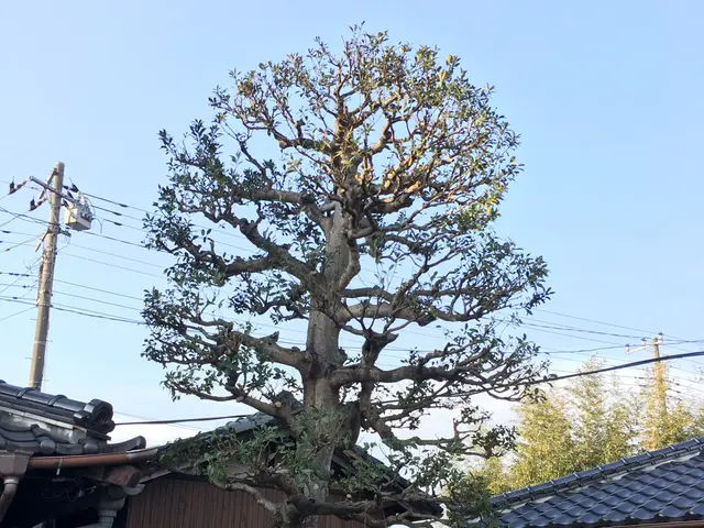 ※ 風の流れるお庭に　日差しの入るお庭へ！　　　お庭にお伺いできれば、幸いです。サービスの画像