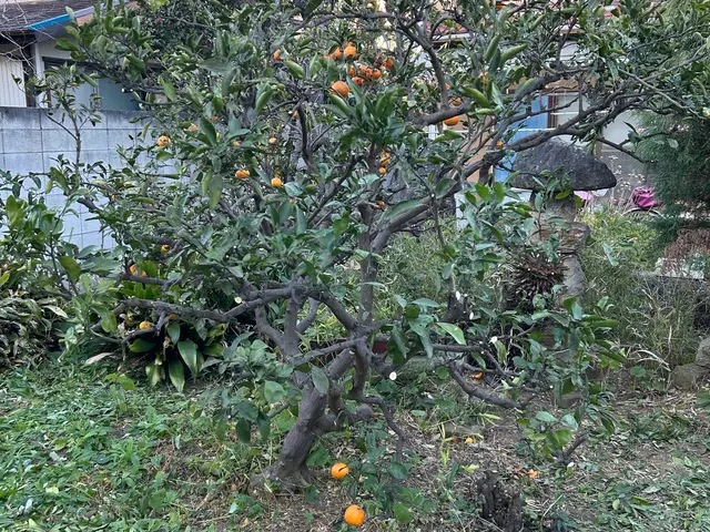 庭木の剪定いたしますサービスの画像