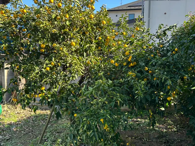 庭木の剪定いたしますサービスの画像