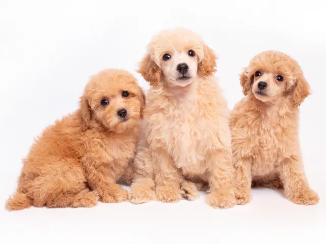 年中無休　どこよりも可愛く撮影します！家族も一緒に撮影できます！