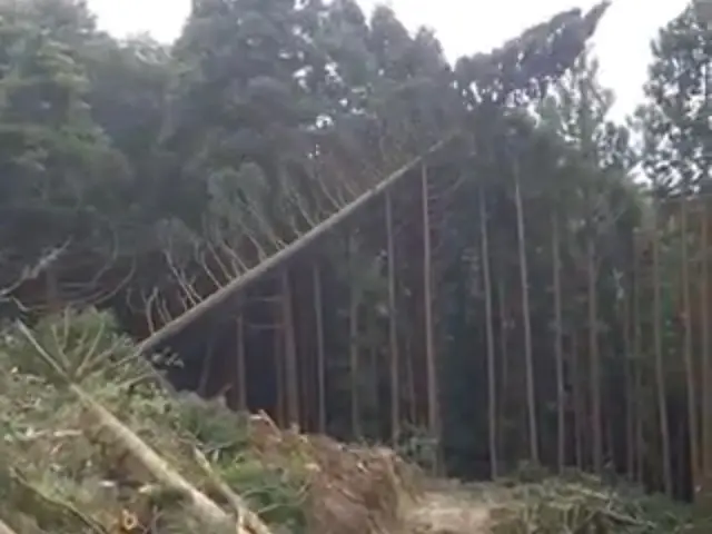 美里町の大煌です！特殊伐採も得意としています！サービスの画像