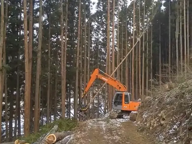 美里町の大煌です！特殊伐採も得意としています！サービスの画像