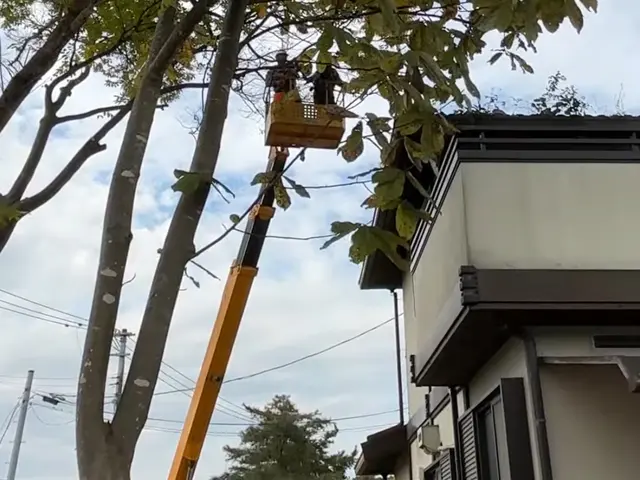 美里町の大煌です！特殊伐採も得意としています！サービスの画像