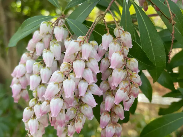 樹木に優しい剪定で木々の枝が伸びてくるのが楽しみになるお庭づくりを心掛けていますサービスの画像