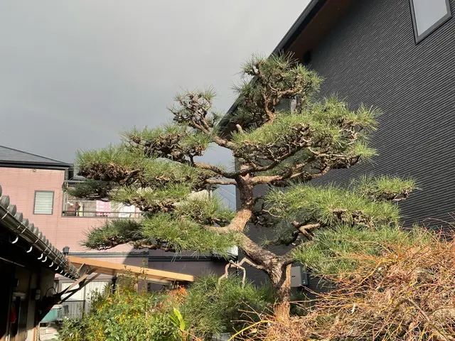 樹木に優しい剪定で木々の枝が伸びてくるのが楽しみになるお庭づくりを心掛けていますサービスの画像