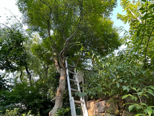 樹木に優しい剪定で木々の枝が伸びてくるのが楽しみになるお庭づくりを心掛けていますサービスの画像