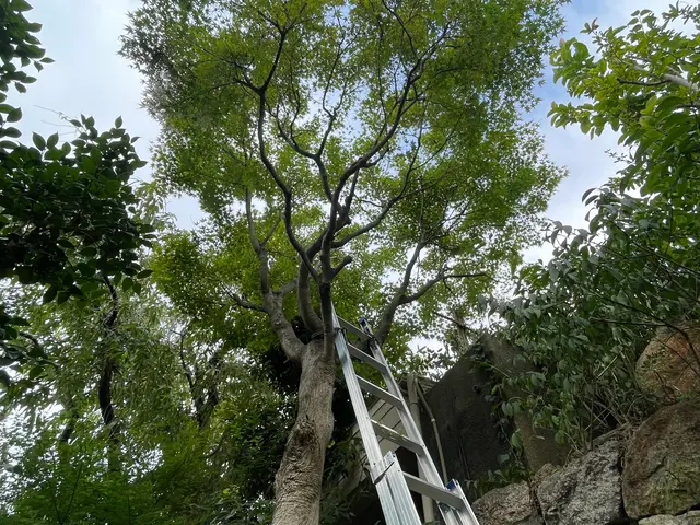 樹木に優しい剪定で木々の枝が伸びてくるのが楽しみになるお庭づくりを心掛けていますサービスの画像