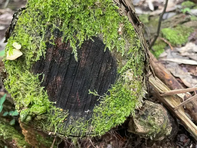 樹木に優しい剪定で木々の枝が伸びてくるのが楽しみになるお庭づくりを心掛けていますサービスの画像