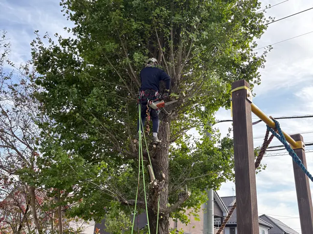 【庭木が元気になる剪定】状態に合わせて提案可能◎女性スタッフ同行可能◎手直しも◎サービスの画像