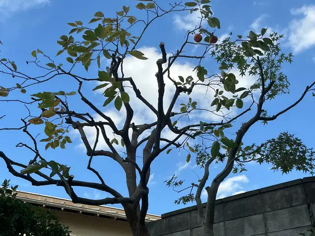 【庭木が元気になる剪定】状態に合わせて提案可能◎女性スタッフ同行可能◎手直しも◎サービスの画像