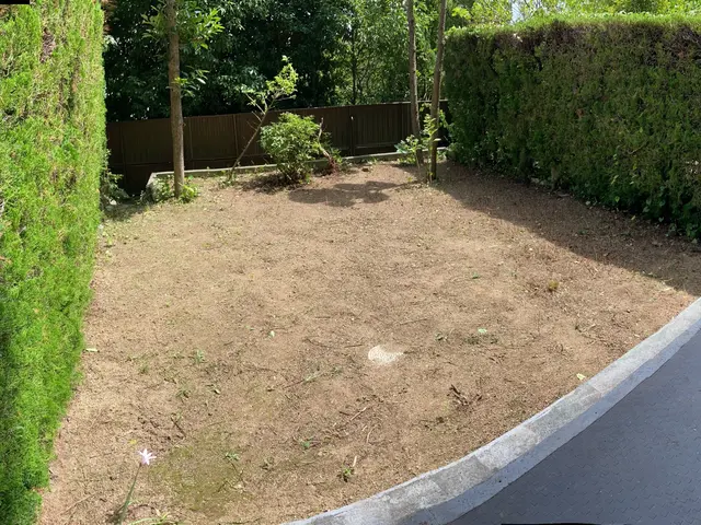 庭木や観葉植物のお手入れサービスの画像