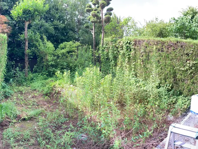 庭木や観葉植物のお手入れサービスの画像