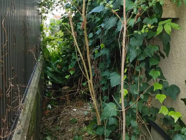 ■伐採作業でお困りの方ご相談下さい【問題解決･改善提案】いたします■サービスの画像