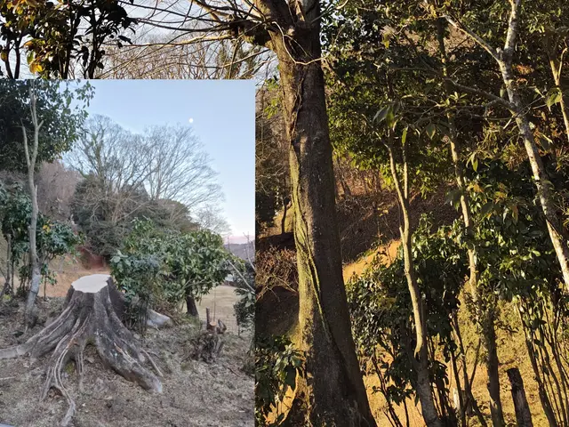 ■伐採作業でお困りの方ご相談下さい【問題解決･改善提案】いたします■サービスの画像