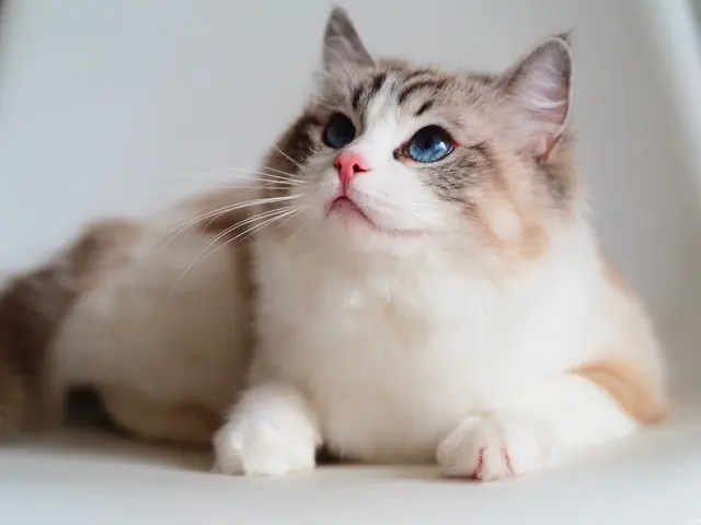 【シッター資格/ブリーダー資格/トリマー資格】猫の専門家がお世話いたします！サービスの画像