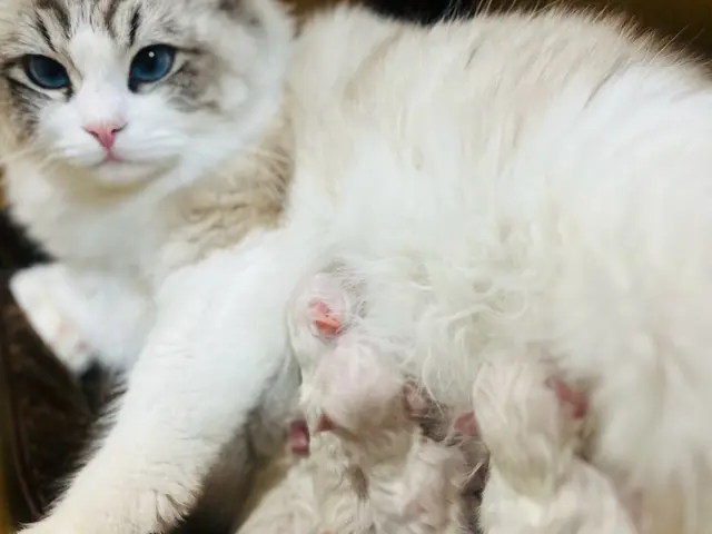 【シッター資格/ブリーダー資格/トリマー資格】猫の専門家がお世話いたします！サービスの画像