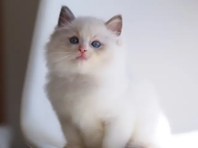 【シッター資格/ブリーダー資格/トリマー資格】猫の専門家がお世話いたします！サービスの画像