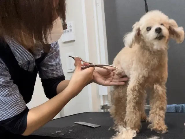 10年の経験と動物看護の知識で、愛犬の美と健康を守るサービスの画像