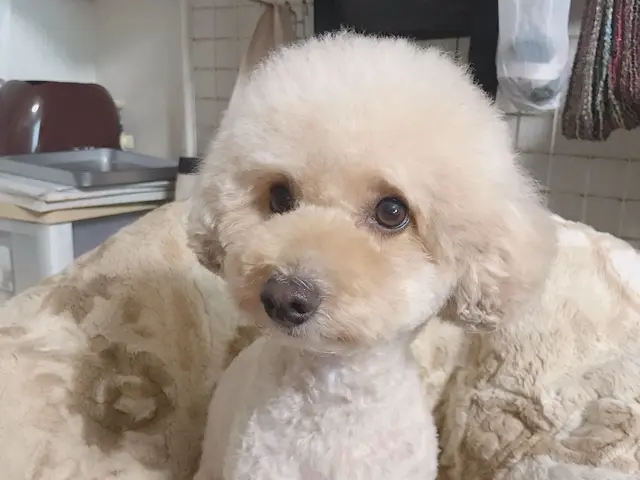 10年の経験と動物看護の知識で、愛犬の美と健康を守るサービスの画像