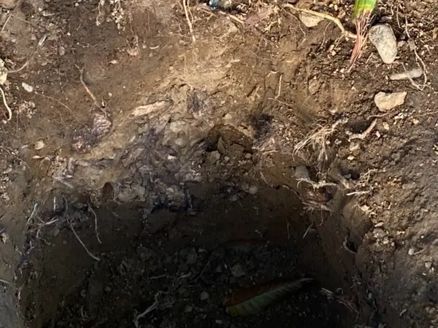 庭木の伐採、伐根サービスの画像