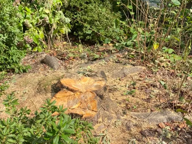 庭木の伐採、伐根サービスの画像