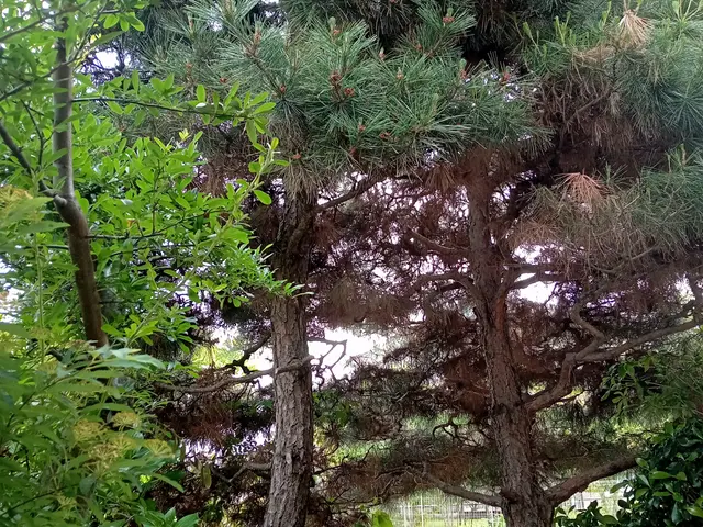 庭木の伐採、伐根サービスの画像