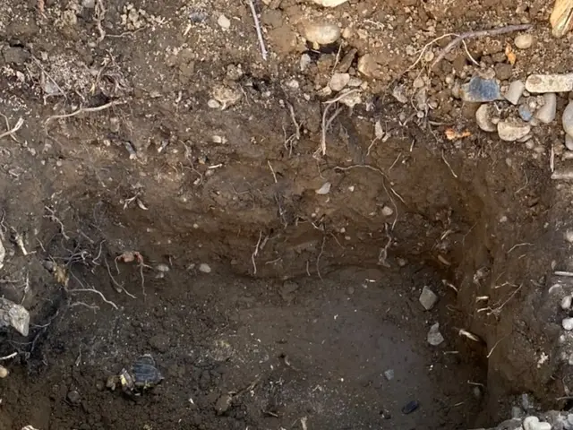 庭木の伐採、伐根サービスの画像