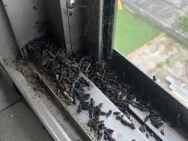 コウモリ追い出し及び侵入防止施工サービスの画像