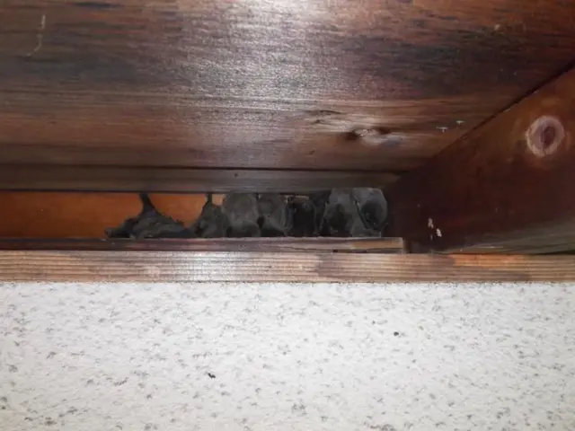 コウモリ追い出し及び侵入防止施工サービスの画像