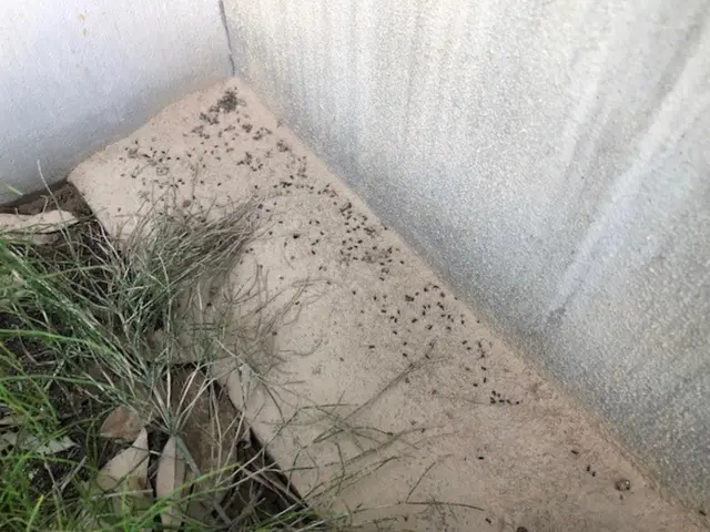 コウモリ追い出し及び侵入防止施工サービスの画像