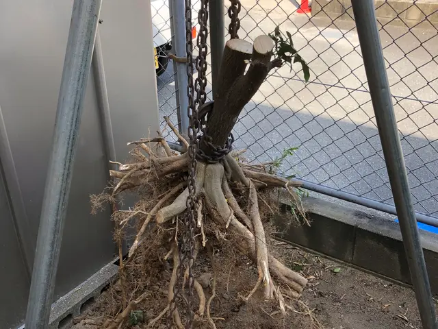 庭木のお手入れ専門店　親切丁寧スピーディーに対応　新規のお客様も大歓迎サービスの画像