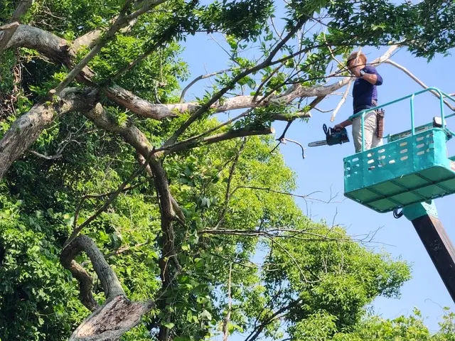 庭木のお手入れ専門店　親切丁寧スピーディーに対応　新規のお客様も大歓迎サービスの画像