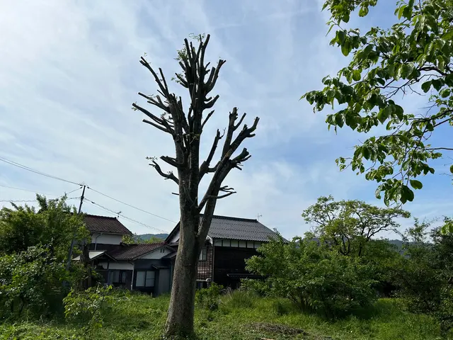 ◆土日祝もご予約大歓迎◆木一本からご連絡ください！高所作業車運転技能講習終了済サービスの画像