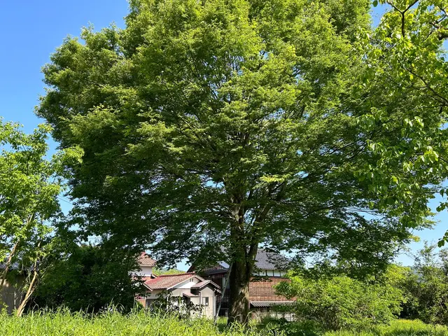 ◆土日祝もご予約大歓迎◆木一本からご連絡ください！高所作業車運転技能講習終了済サービスの画像