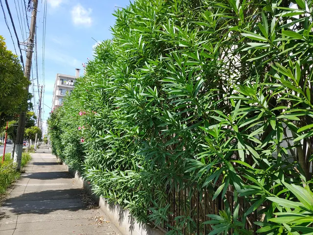 【荒川区】損害保険加入済み！御客様の後納得のいく庭作りを目指しております！サービスの画像