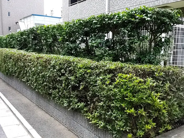 【荒川区】損害保険加入済み！御客様の後納得のいく庭作りを目指しております！サービスの画像