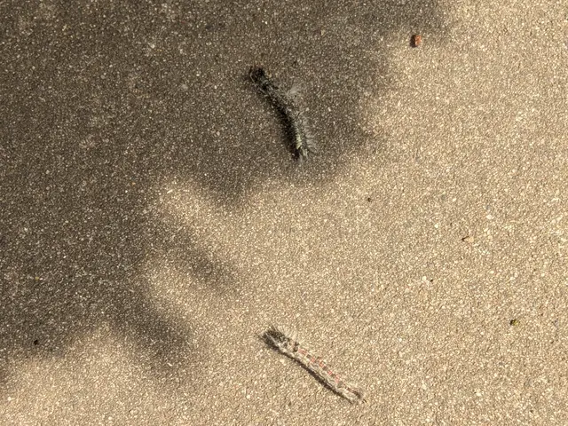 【毛虫全般対応可】大きい木でも追加料金無し！2本目以降は7,000円です★サービスの画像