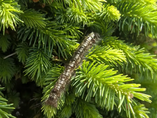 【毛虫全般対応可】大きい木でも追加料金無し！2本目以降は7,000円です★サービスの画像