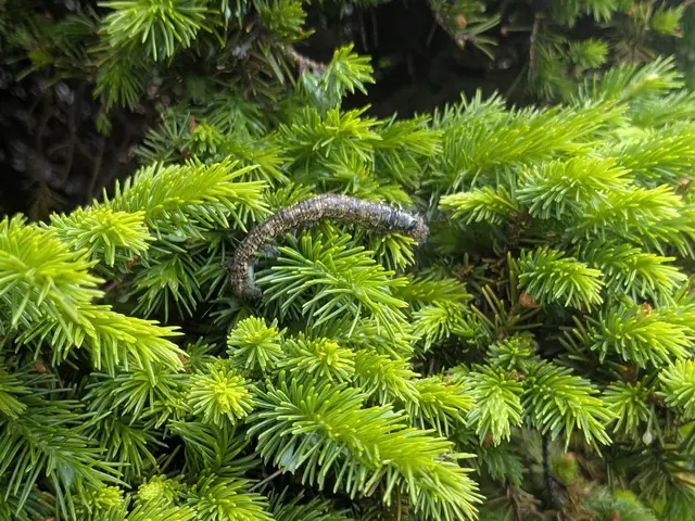 【毛虫全般対応可】大きい木でも追加料金無し！2本目以降は7,000円です★サービスの画像