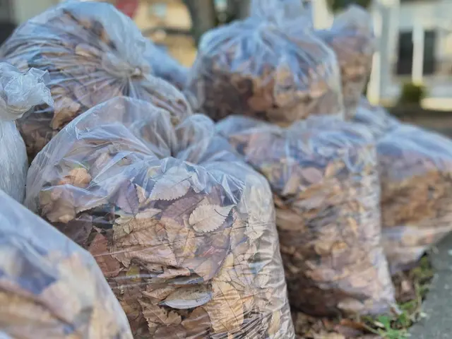 ☆日曜日限定価格☆落ち葉のシーズン！速くて安い、これが庭師のクリーニングサービスの画像