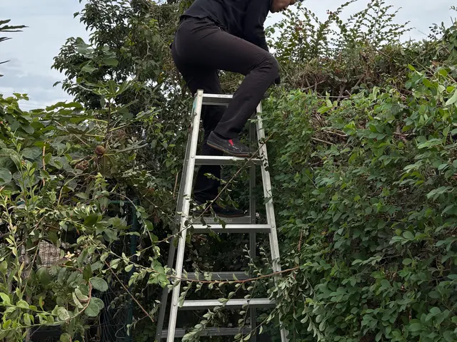 伸びきった植え込みや生垣をスッキリ綺麗にいたします！◎お見積もり・ご相談無料◎サービスの画像