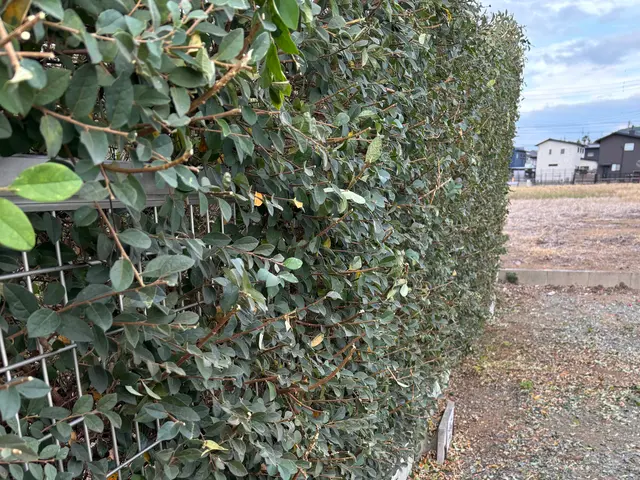 伸びきった植え込みや生垣をスッキリ綺麗にいたします！◎お見積もり・ご相談無料◎サービスの画像