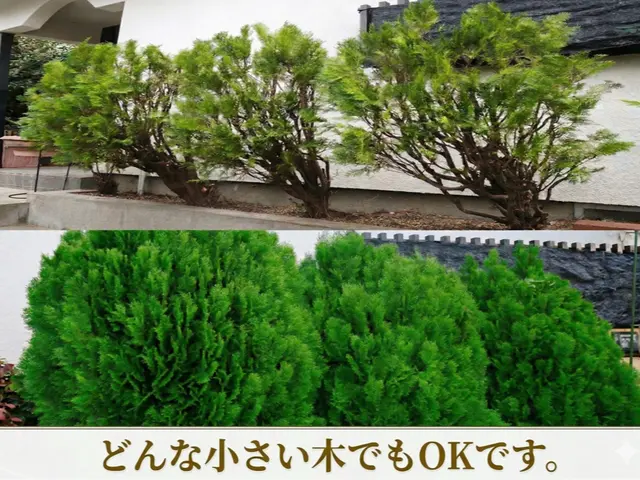 50年大切にされた木も託される信頼！電動工具で騒音・排気ガスゼロの丁寧な庭木剪定サービスの画像