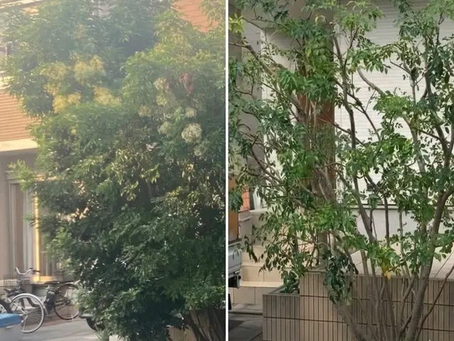 50年大切にされた木も託される信頼！電動工具で騒音・排気ガスゼロの丁寧な庭木剪定サービスの画像