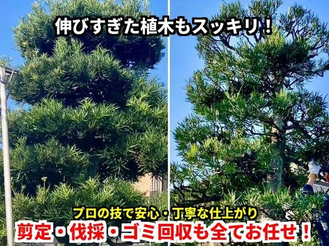 50年大切にされた木も託される信頼！電動工具で騒音・排気ガスゼロの丁寧な庭木剪定サービスの画像